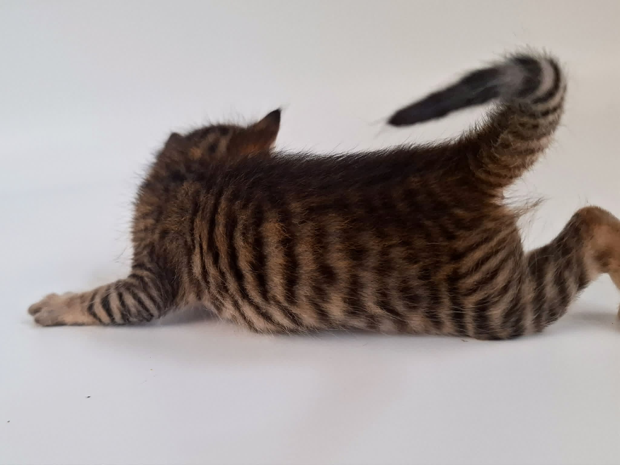Kitten 2